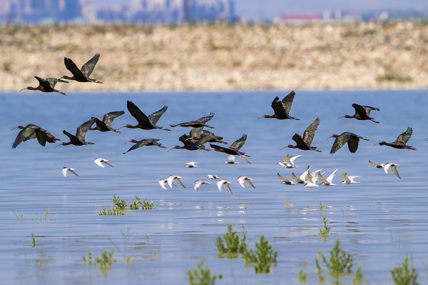 Foto - Göçmen kuşların uğrak noktası: Sel Kapanı
