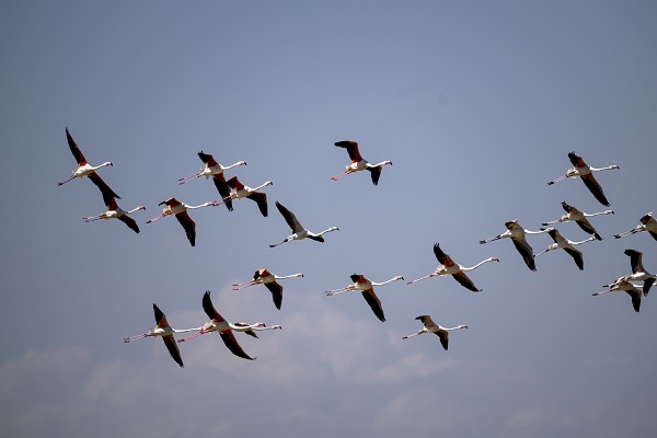 Foto - Göçmen kuşların uğrak noktası: Sel Kapanı