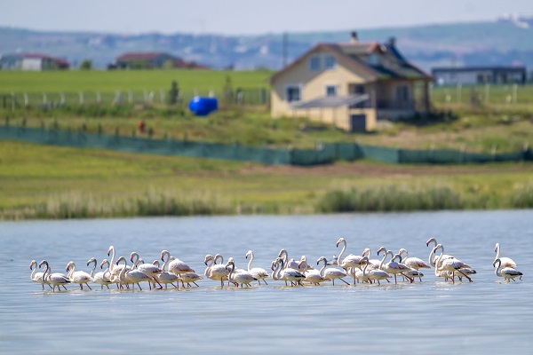 Foto - Göçmen kuşların uğrak noktası: Sel Kapanı
