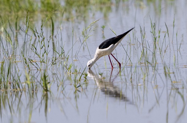 Foto - Göçmen kuşların uğrak noktası: Sel Kapanı