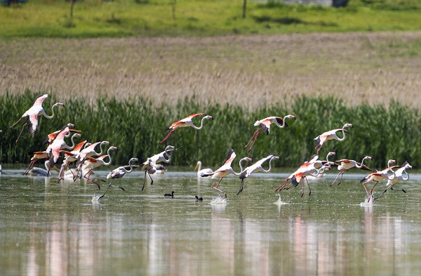 Foto - Göçmen kuşların uğrak noktası: Sel Kapanı