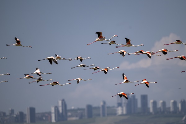 Foto - Göçmen kuşların uğrak noktası: Sel Kapanı