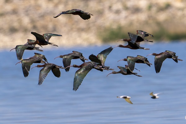 Foto - Göçmen kuşların uğrak noktası: Sel Kapanı