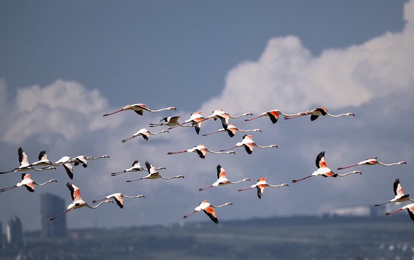Foto - Göçmen kuşların uğrak noktası: Sel Kapanı