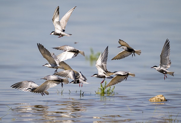Foto - Göçmen kuşların uğrak noktası: Sel Kapanı