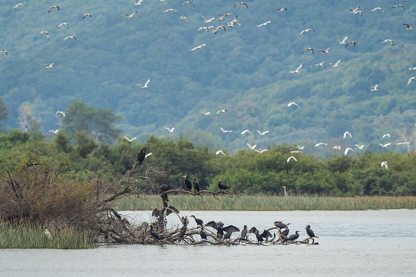 Foto - Göçmen kuşların yolculuğu başladı