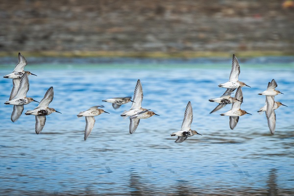 Foto - Göçmen kuşların yolculuğu başladı