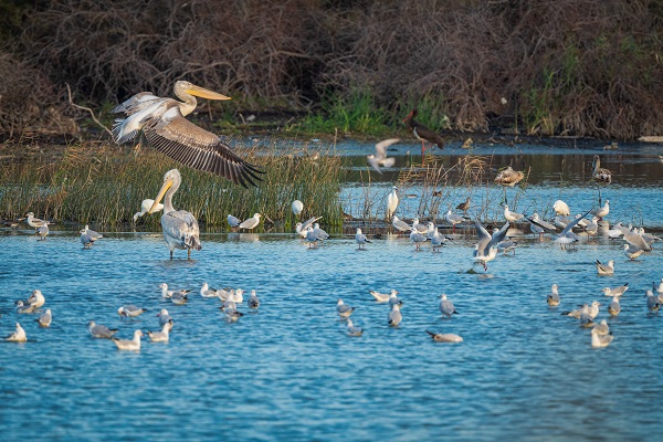 Foto - Göçmen kuşların yolculuğu başladı