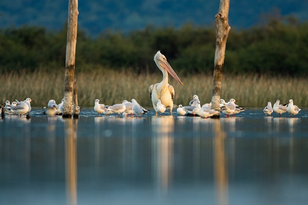 Foto - Göçmen kuşların yolculuğu başladı