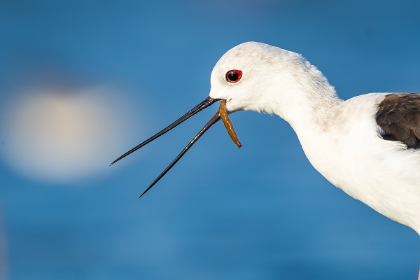 Foto - Göçmen kuşların yolculuğu başladı