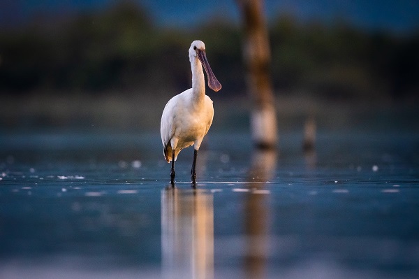 Foto - Göçmen kuşların yolculuğu başladı