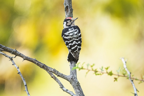 Foto - Göçmen kuşların yolculuğu başladı