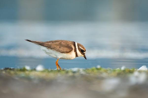 Foto - Göçmen kuşların yolculuğu başladı