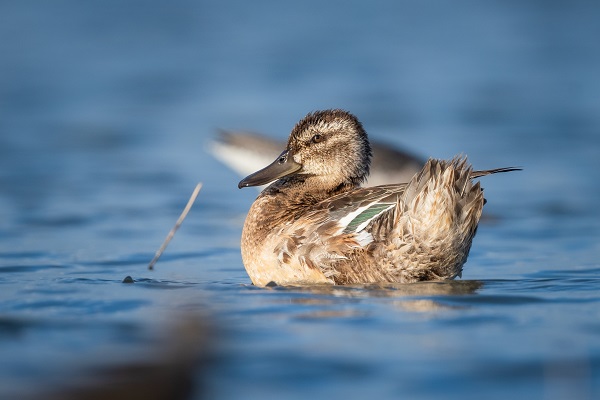 Foto - Göçmen kuşların yolculuğu başladı