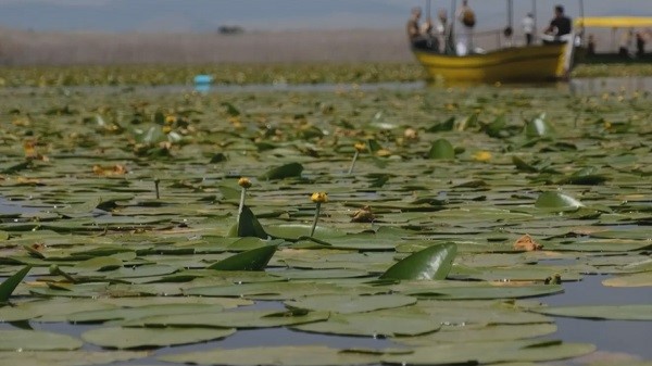 Foto - Göl adeta çiçek bahçesine döndü
