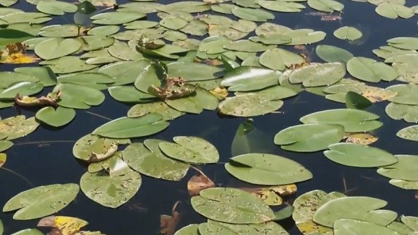 Foto - Göl adeta çiçek bahçesine döndü