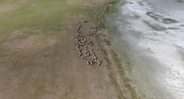 Foto - Göl kurudu kuşların göçü başladı