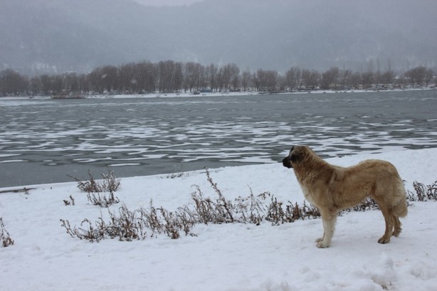Foto - Gölcük Gölü buz tuttu