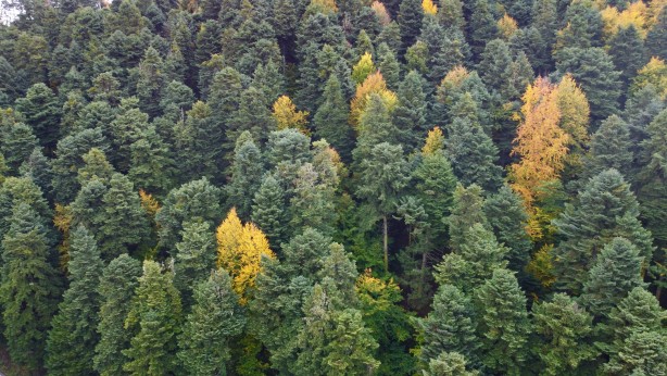 Foto - Gölcük Tabiat Parkı, misafirlerini sonbahar renkleriyle karşılıyor