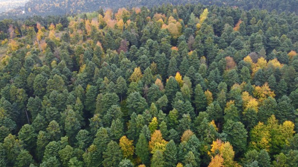 Foto - Gölcük Tabiat Parkı, misafirlerini sonbahar renkleriyle karşılıyor
