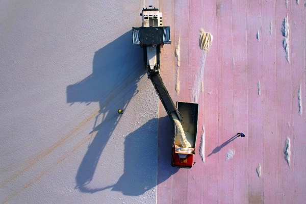 Foto - Gölden hasat ediliyor! 60 ülkeye gönderiliyor