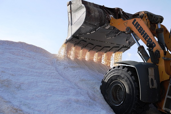 Foto - Gölden hasat ediliyor! 60 ülkeye gönderiliyor