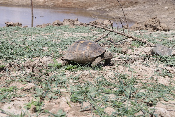 Foto - Gölet kuraklık nedeniyle dip seviyeyi gördü