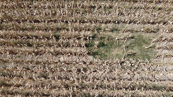 Foto - Gölet kuraklık nedeniyle dip seviyeyi gördü