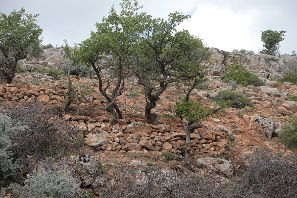 Foto - Gölge bulamayınca iş başa düştü! 