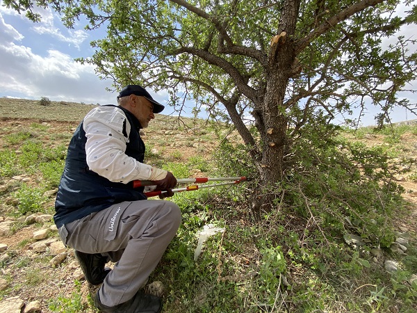 Foto - Gölge bulamayınca iş başa düştü! 