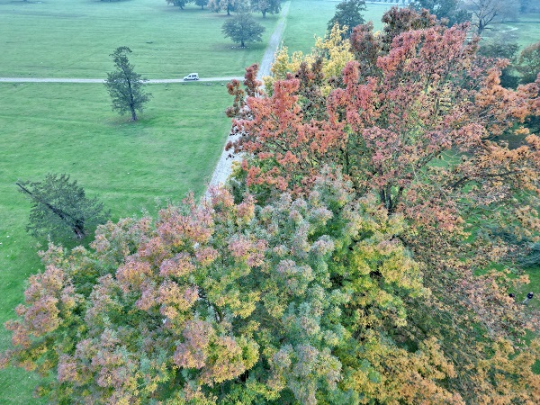 Foto - Gölyaka Kültür Park'ta sonbahar renkleri