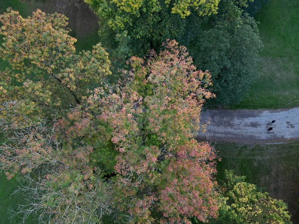 Foto - Gölyaka Kültür Park'ta sonbahar renkleri