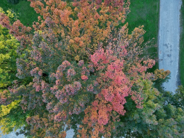 Foto - Gölyaka Kültür Park'ta sonbahar renkleri