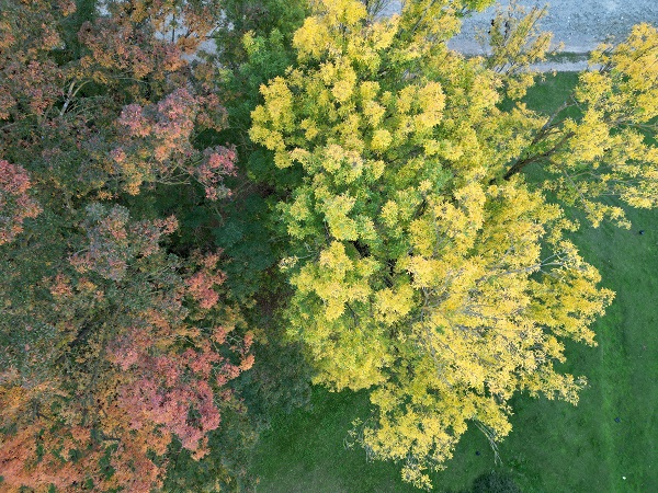 Foto - Gölyaka Kültür Park'ta sonbahar renkleri