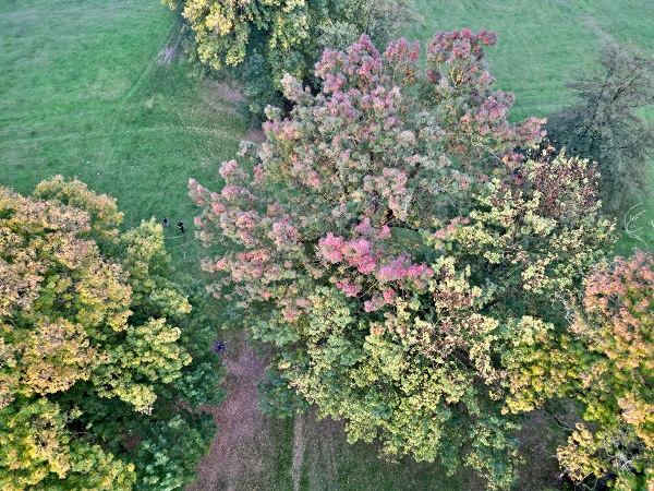 Foto - Gölyaka Kültür Park'ta sonbahar renkleri