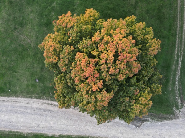 Foto - Gölyaka Kültür Park'ta sonbahar renkleri