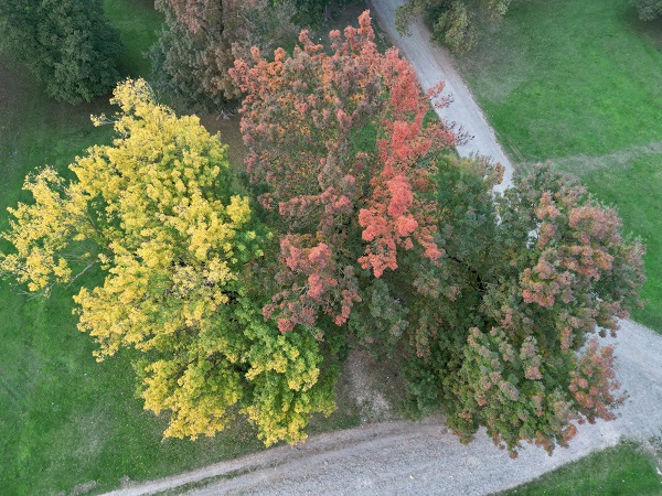 Foto - Gölyaka Kültür Park'ta sonbahar renkleri