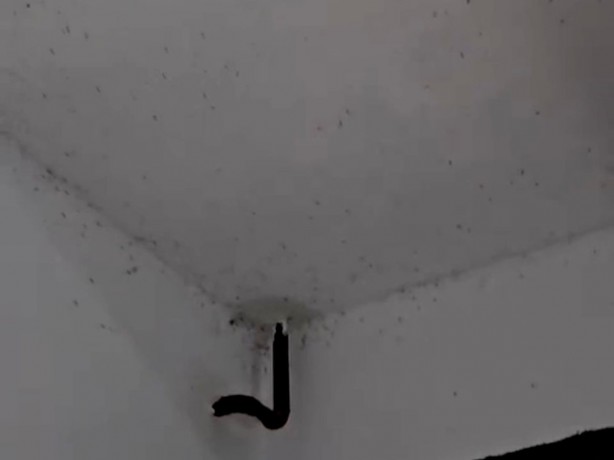 Gönen'de sinek istilası