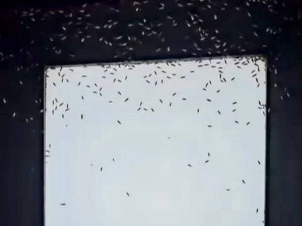 Foto - Gönen'de sinek istilası