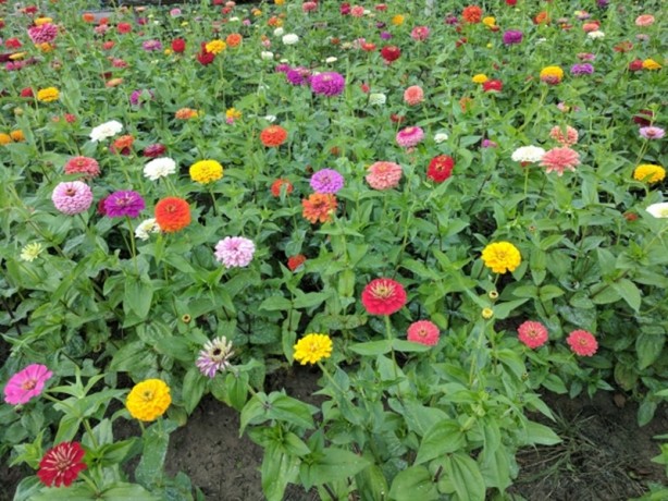 Foto - Kamerasıyla iPhone 7 ve S7 Edge'yi ezdi geçti!