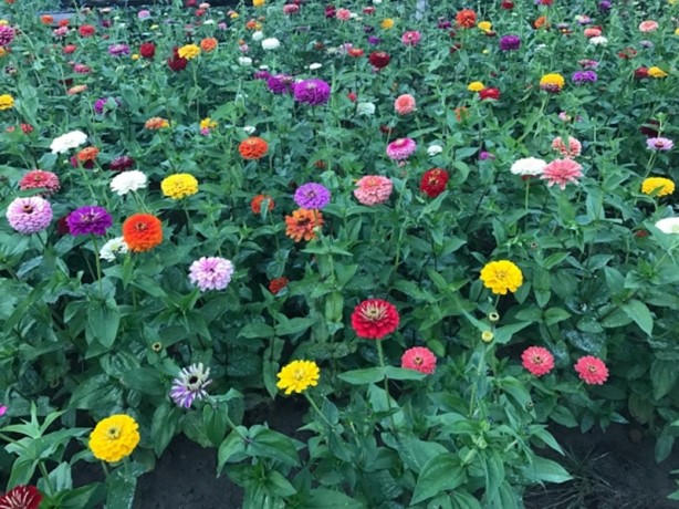 Foto - Kamerasıyla iPhone 7 ve S7 Edge'yi ezdi geçti!