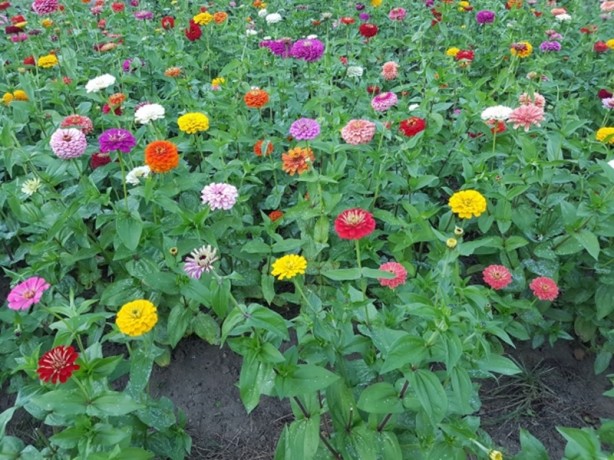 Foto - Kamerasıyla iPhone 7 ve S7 Edge'yi ezdi geçti!