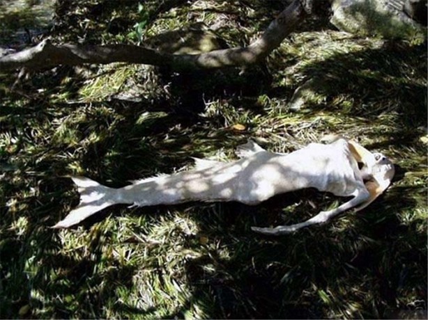 Foto - Gördüğünüz her şeye inanmayın!