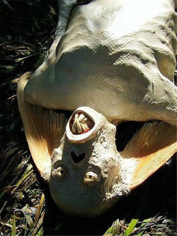 Foto - Gördüğünüz her şeye inanmayın!