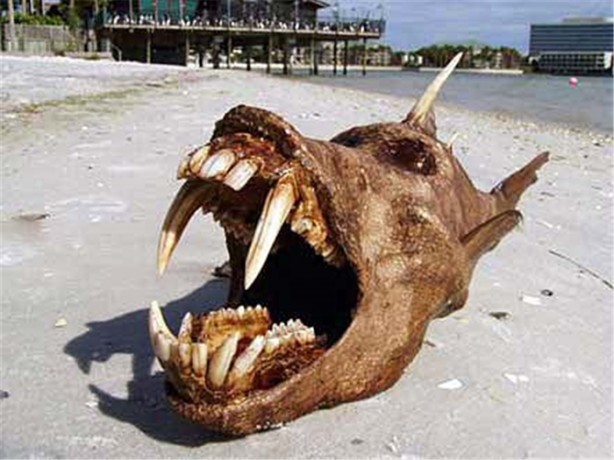 Foto - Gördüğünüz her şeye inanmayın!