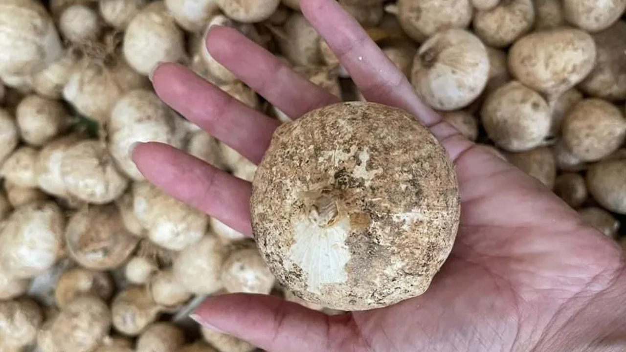 Foto - Gördüğünüz yerde uzaklaşın! Bu bitkiyi toplamanın cezası dudak uçuklatıyor