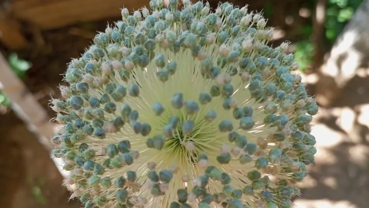 Foto - Gördüğünüz yerde uzaklaşın! Bu bitkiyi toplamanın cezası dudak uçuklatıyor