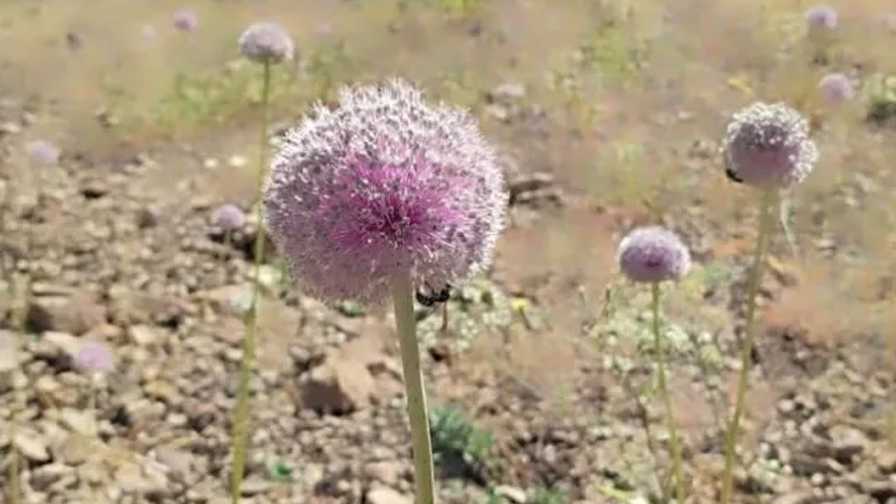Foto - Gördüğünüz yerde uzaklaşın! Bu bitkiyi toplamanın cezası dudak uçuklatıyor