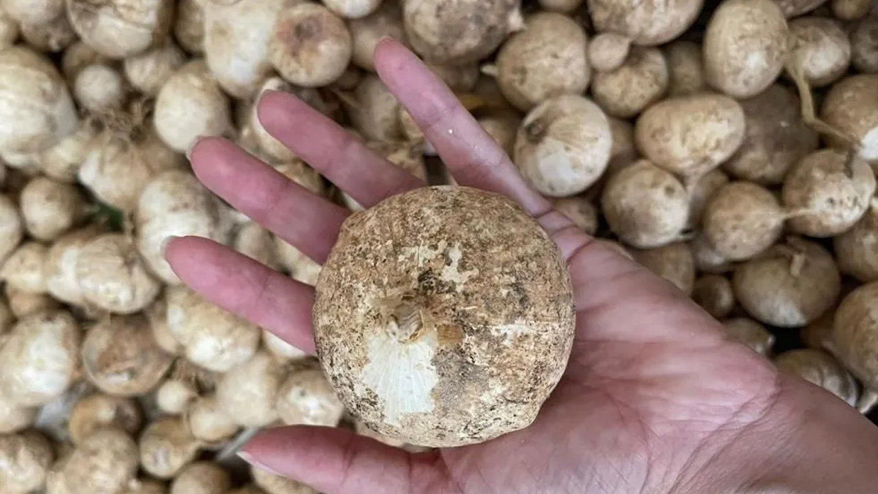 Gördüğünüz yerde uzaklaşın! Bu bitkiyi toplamanın cezası dudak uçuklatıyor