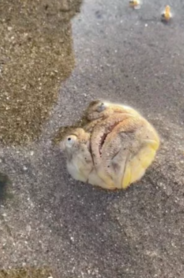 Foto - Gören cep telefonuna sarıldı! Sahilde bulunan balık bir bakana bir daha baktırdı... "Resmen kabus gibi"